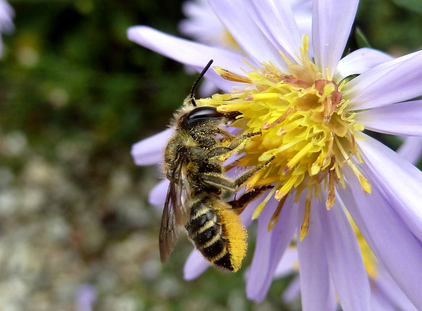 Megachile cfr. centuncularis, Apidae Megachilinae